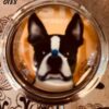 Cat and Dog Pill Boxes - Image 24