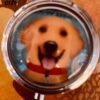 Cat and Dog Pill Boxes - Image 25