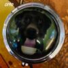 Cat and Dog Pill Boxes - Image 26