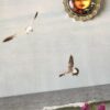 Brooches - Image 20